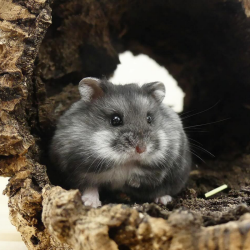 TRIXIE TUNNEL IN SUGHERO TG.M 14/40